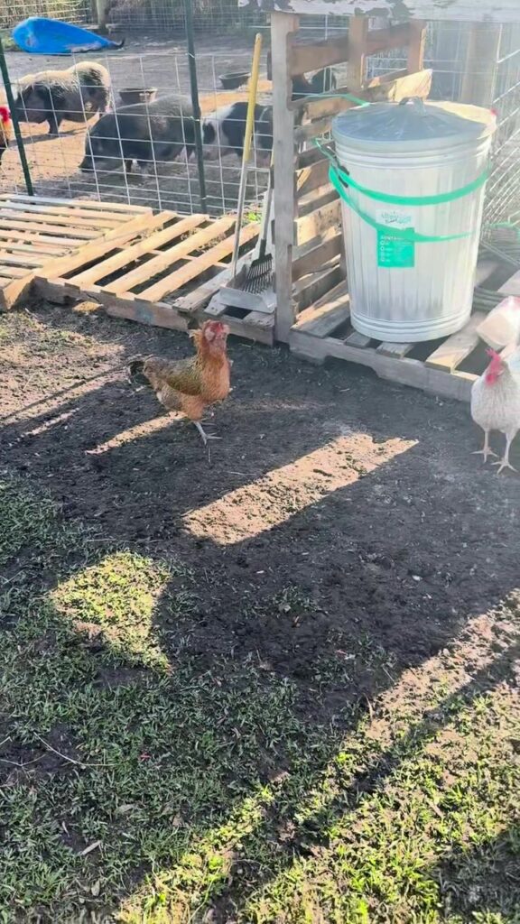 Rescued chickens free-ranging in the sunshine at The Funny Farm Sanctuary