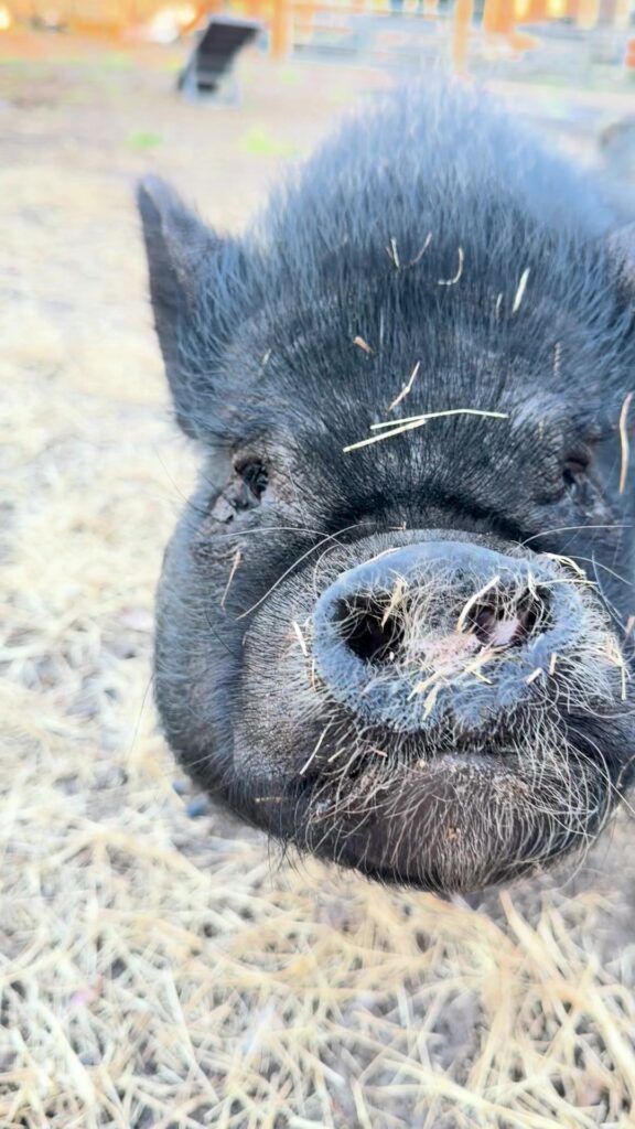 A curious rescued pig getting up close to the camera