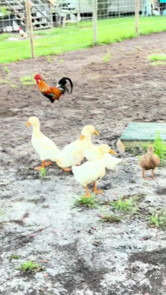 White ducks and a rooster roaming the farmyard at the sanctuary