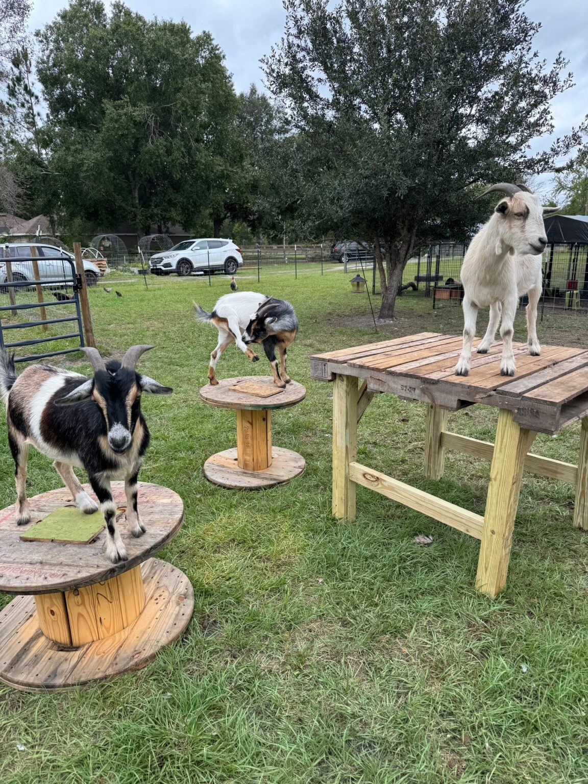 Three rescued goats playing on wooden spools at The Funny Farm Sanctuary in Bryceville, Florida