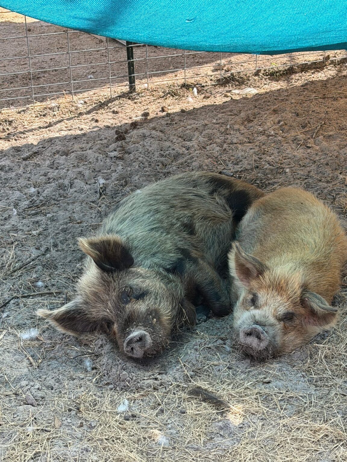 Henry and Charlie, two rescued pigs, resting side by side at the sanctuary