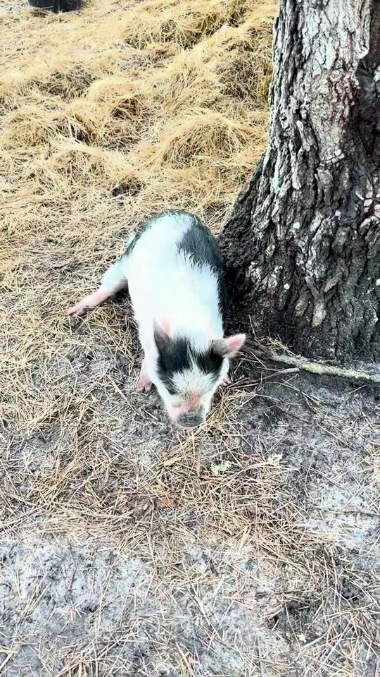 Maggie, a small black and white rescued pig with blue eyes, by a tree