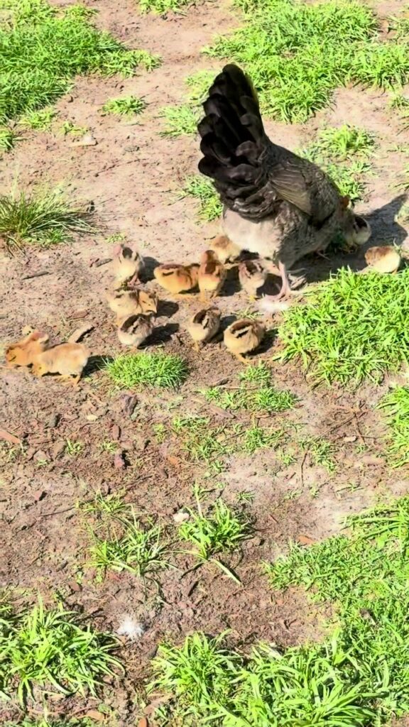 A mama hen watching over her babies in the grass