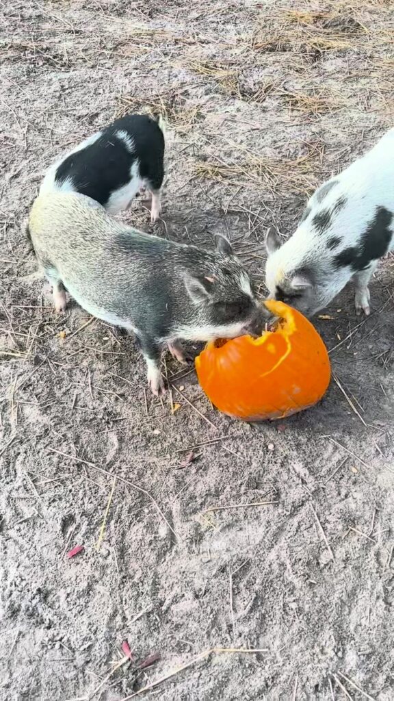 Molly and Maggie, two rescued pigs, sharing a pumpkin treat at The Funny Farm Sanctuary