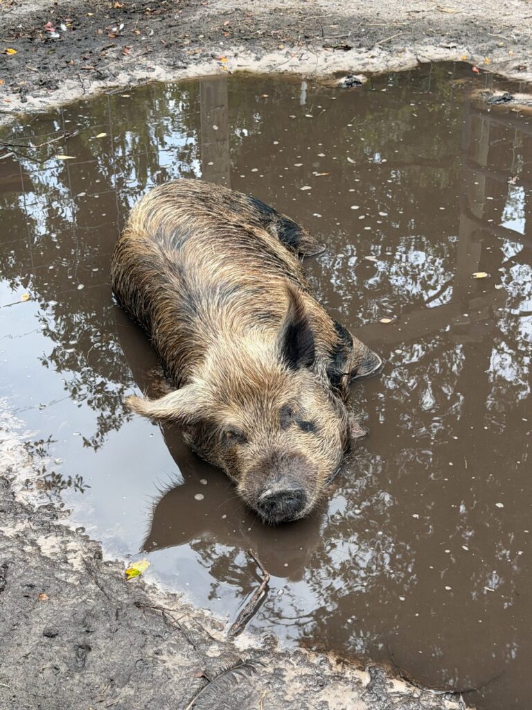 A rescued pig enjoying a mud bath in a puddle at The Funny Farm Sanctuary