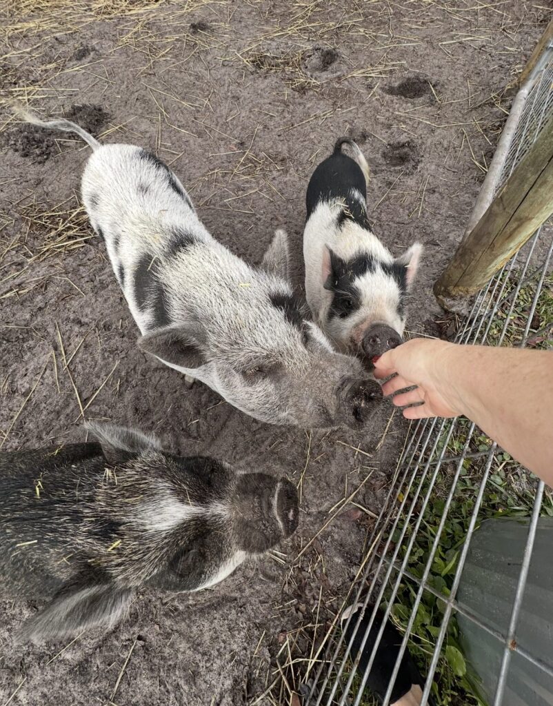 Three spotted pigs, Poe, Molly and Maggie, greeting a hand reaching over the fence at The Funny Farm Sanctuary