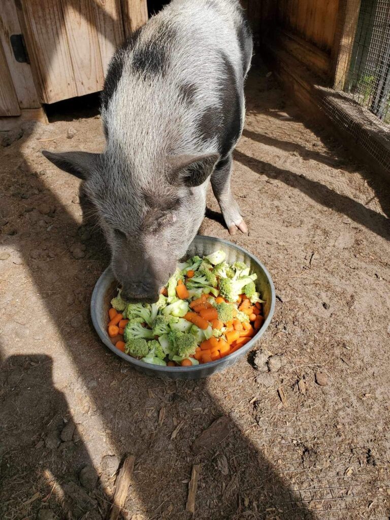 Poe, a gray spotted pig, eating broccoli and carrots from a metal bowl at The Funny Farm Sanctuary