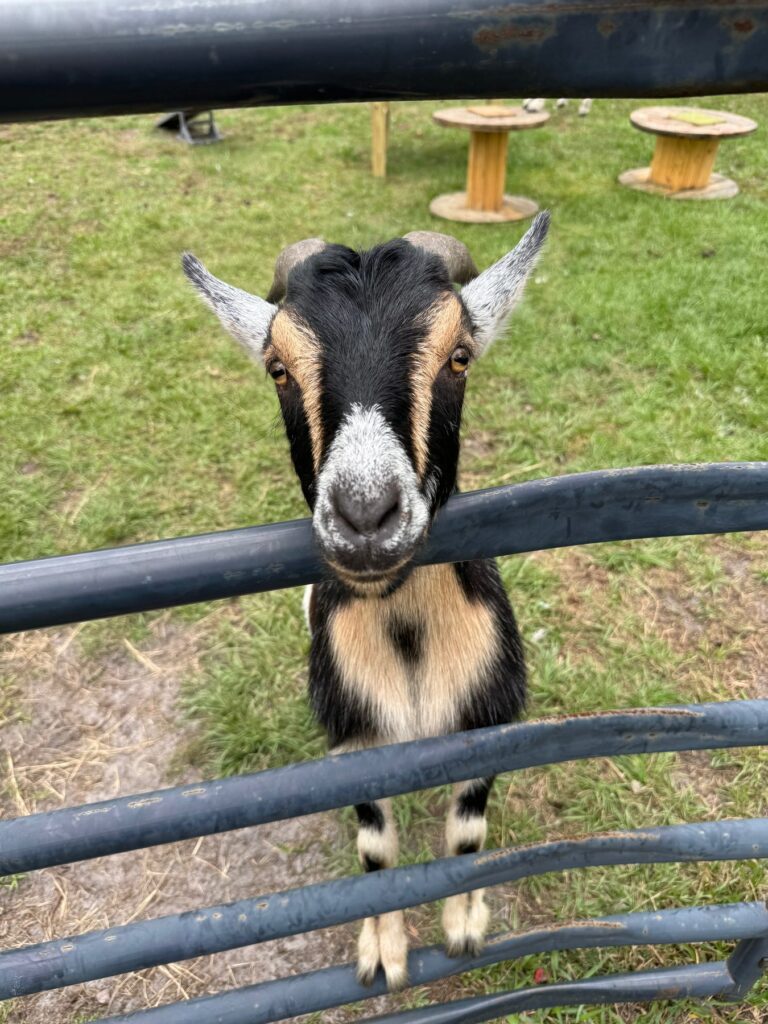 Pumba, a Nigerian Dwarf and Pygmy mix goat, peeking over a gate at The Funny Farm Sanctuary