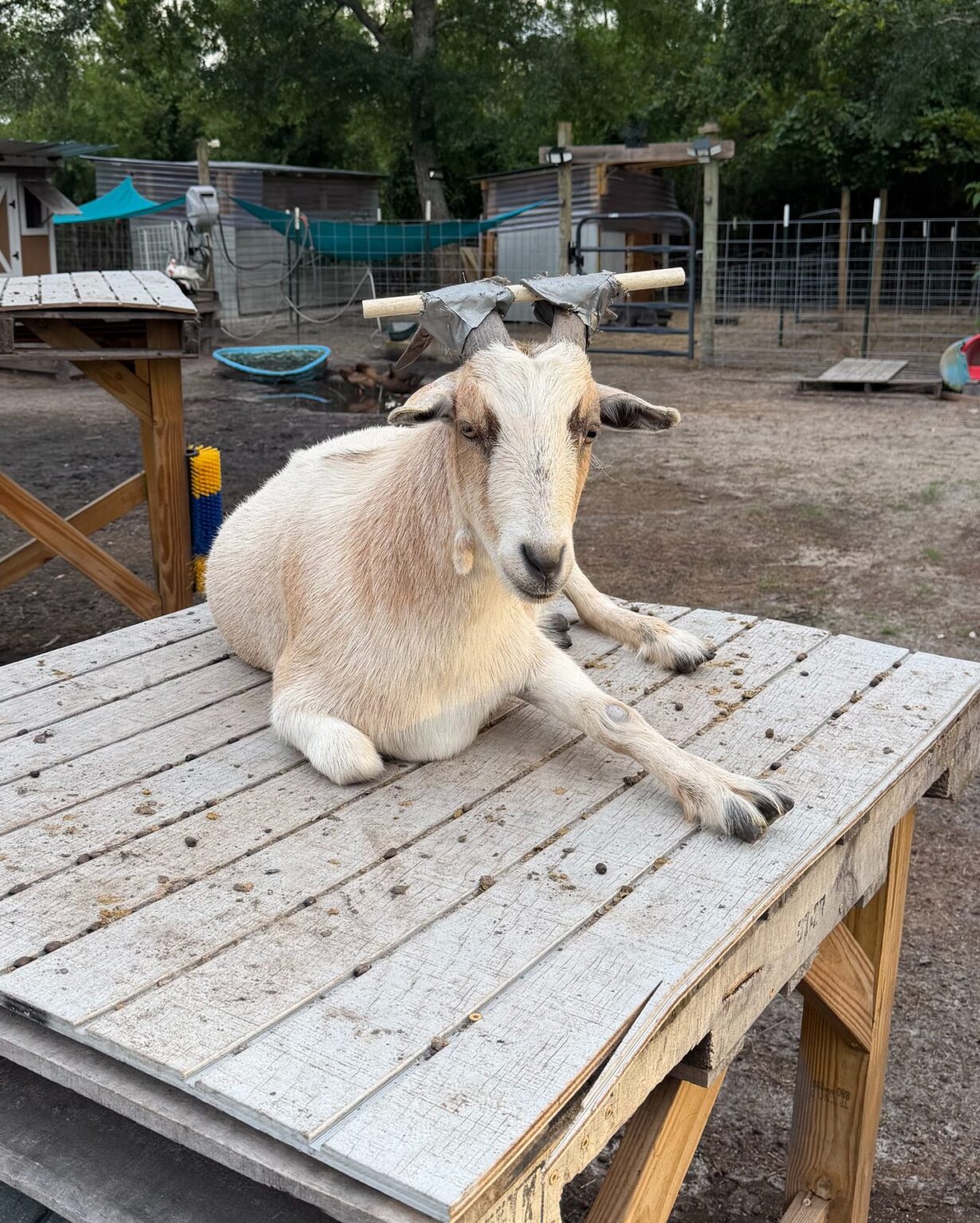 Sven the goat relaxing on a wooden platform with PVC pipe on his horns