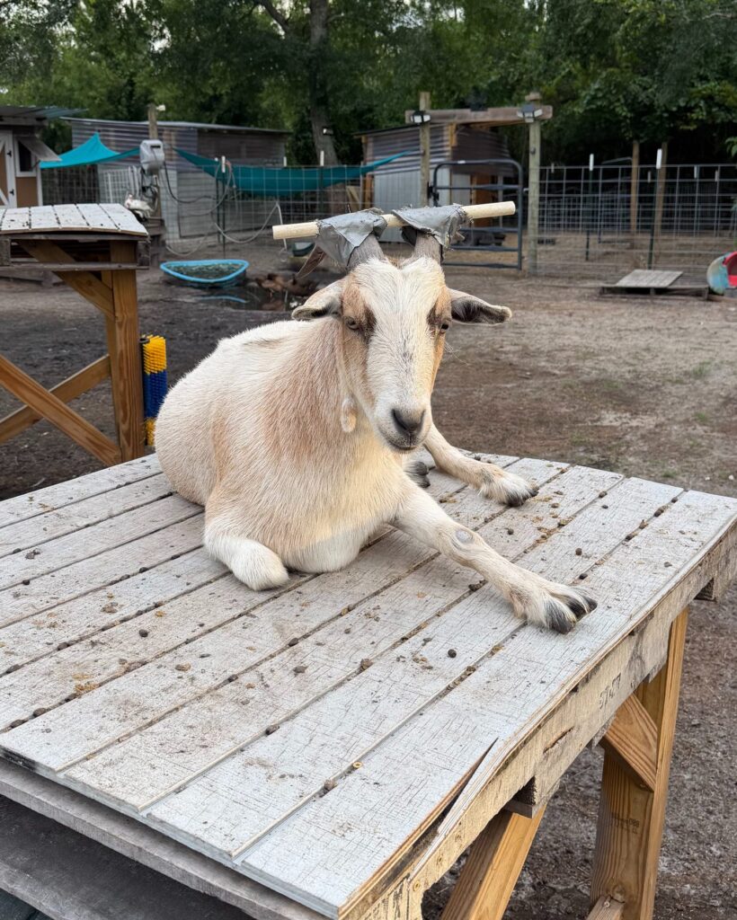 Sven the goat relaxing on a wooden platform with PVC pipe on his horns