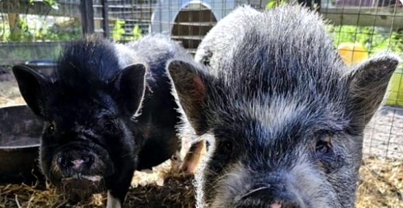 Violet and Little Miss Patty Petunia, two rescued pigs, close up